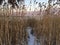 Cat tails in winter on beach