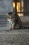 Cat, taken in the Hagia Sophia