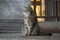 Cat, taken in the Hagia Sophia