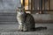 Cat, taken in the Hagia Sophia