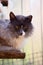 Cat with a tattered ear sits on wooden bench board