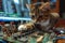 Cat Tech Guru: Imagine a cat surrounded by gadgets and a computer, Generative AI