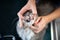 Cat teeth examination at veterinarian