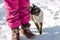 Cat tenderly rubs against the foot of a little girl