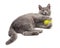 Cat with a tennis ball.