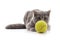 Cat with a tennis ball.