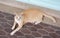 Cat thailand. Adorable yellow striped cat lying on tiles floor with looking at camera