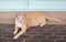 Cat thailand. Cute yellow striped cat lying on tiles floor with looking at camera