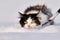 Cat there is in the snow. Funny unhappy tricolor cat is runing in the fresh deep snow in the winter wondertime. Domestic animal