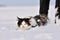Cat there is in the snow. Funny unhappy tricolor cat is running in the deep snow in the winter wondertime. Domestic animal with