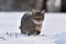 Cat there is in the snow. Gray cat in winter is going in the deep snow.