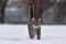 Cat there is in the snow. Gray cat in winter is going in the deep snow. It have got tail up.