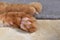 Cat toe beans on the rug or carpet. Ginger cat sleeping on the floor.