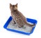 Cat in toilet tray box with litter rear view isolated