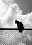 Cat on top of fence under cloudy sky. AI Generative