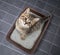Cat top view sitting in litter box with sand on tile floor