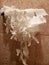 Cat torn toilet paper