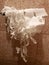 Cat torn toilet paper