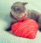 Cat with toy heart