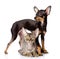 cat and toy-terrier puppy together. looking at camera.