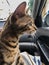 Cat travels in the car and sit in the lap of the owner. Pedigree, purebred Bengal cat