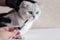Cat treatment. Cat in a medical veterinary clinic. Syringe on the background of the head of a kitten. Medical assistance