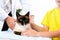 Cat on the treatment by a veterinarian