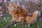 Cat on a tree.The fluffy red Maine Coon cat sitting on a flowering branch of a peach tree.
