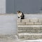 Cat with a tri-color coat on the concrete stairs.