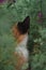 Cat tricolor in flowers. Beautiful cat sitting in nature. Domestic cat with a black and red muzzle