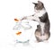 Cat Trying to Catch Jumping Goldfish