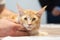 Cat Turkish Angora reed ginger at veterinary table lying