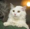 Cat-turkish van breed