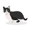 Cat tuxedo black and white munchkin breed. Small paws cat. Nice cute little paws kitty. vector illustration isolated