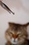 Cat and tweezers with mite