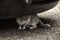 Cat under car