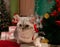 Cat under the Christmas tree with toys. Scottish Straight with bright orange eyes sits near the Christmas tree.