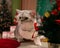 Cat under the Christmas tree with toys. Scottish Straight with bright orange eyes sits near the Christmas tree. Christmas and New