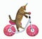 Cat unicorn rides the bicycle