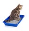 Cat urinating in toilet tray box with litter rear view isolated