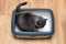 Cat using toilet, cat in litter box, for pooping or urinate, pooping in clean sand toilet. Grey cat breed Russian Blue.