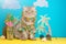 A cat on vacation in a Hawaiian shirt with pineapples and sun glasses and a cocktail drinking from a straw. On the beach with