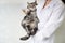 Cat vaccinations. Funny cat looks forward to being vaccinated