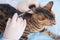 Cat in veterinary clinic, on routine vaccination, close-up, hands in rubber gloves