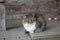 The cat in the village. Domestic cat sits on a wooden surface. Cute fluffy hunter. The cat is resting on the street.