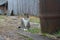 A cat in the village sits next to an iron barrel against the background