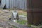 A cat in the village sits next to an iron barrel against the background of a fence