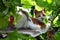 Cat in the vine 3