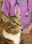 Cat visits the veterinarian for a checkup