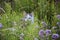 Cat on a voyage of discovery in a flower meadow on a summer day. Cat is hiding among the grass and looking at camera